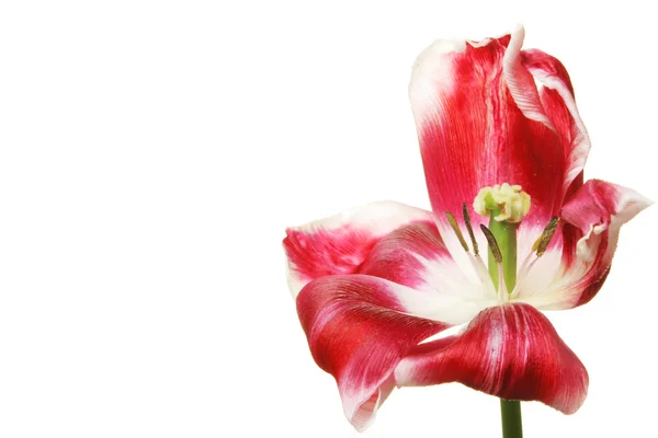 Open tulip flower — Stock Photo, Image