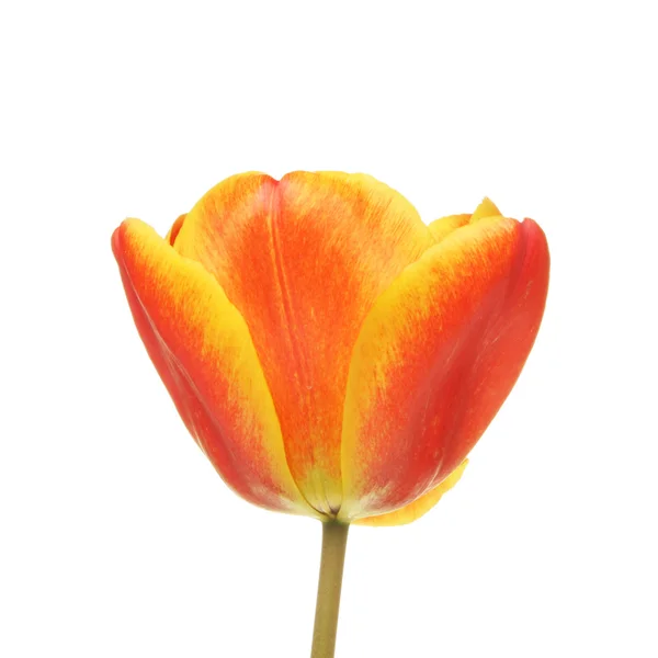Tulipe orange et jaune — Photo