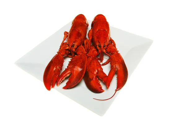 Two lobsters — Stock Photo, Image