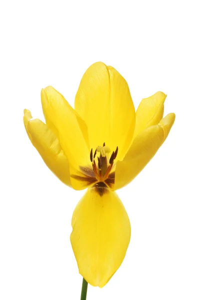 Tulipano giallo aperto — Foto Stock