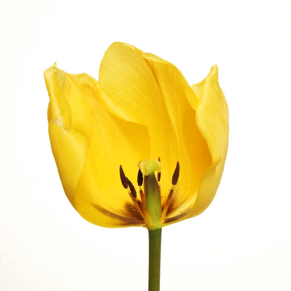 Gelber Tulpenschnitt — Stockfoto