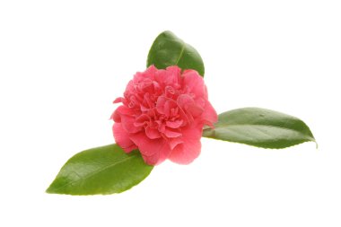 Kırmızı cammellia