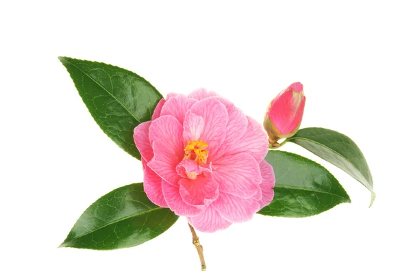 Camellia bloem en bud — Stockfoto