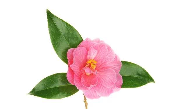 Camellia and leaves — Stock Photo, Image