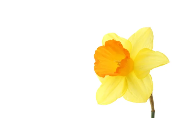 Daffodil with copy space — Stock Photo, Image