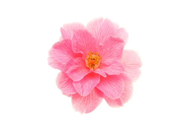 Isolated Camellia — Stock Photo, Image