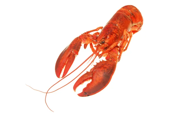 Lobster — Stock Photo, Image