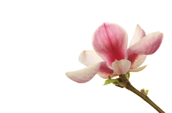 Magnolia with space — Stock Photo, Image