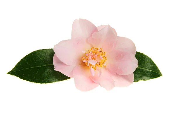 Pastel camellia — Stockfoto