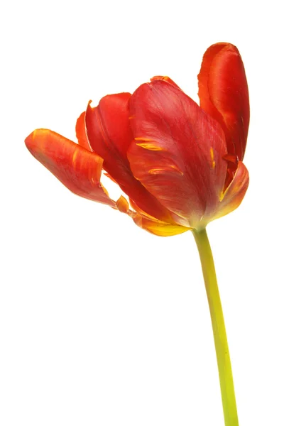 Tulipa vermelha — Fotografia de Stock