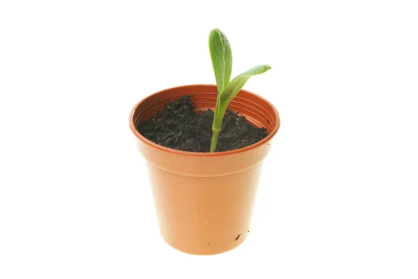 Seedling in pot — Stock Photo, Image