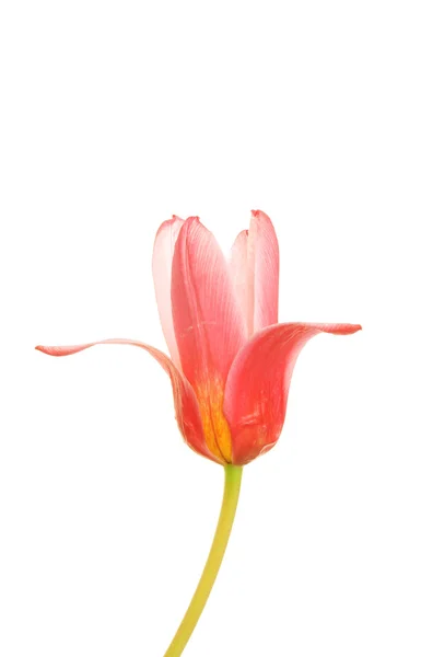 Tulip — стокове фото