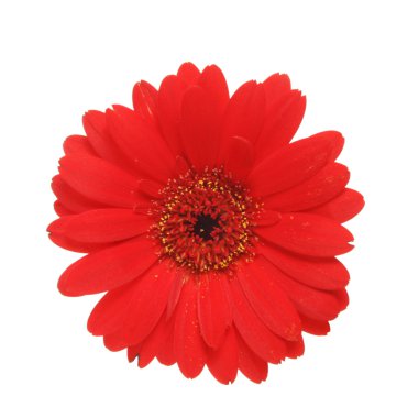 kırmızı gerbera