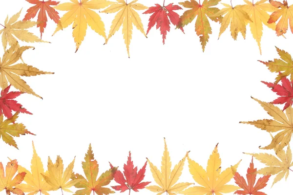 Herbstlicher Akerblatt-Rahmen — Stockfoto