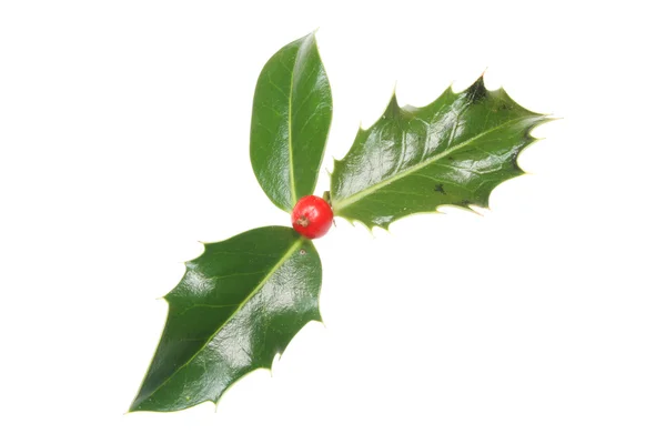 Holly leaves and single berry — Stock Photo, Image