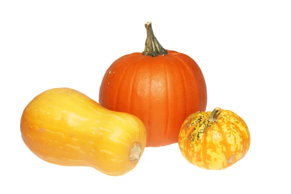 Pumpkin and squash — Stock Photo, Image