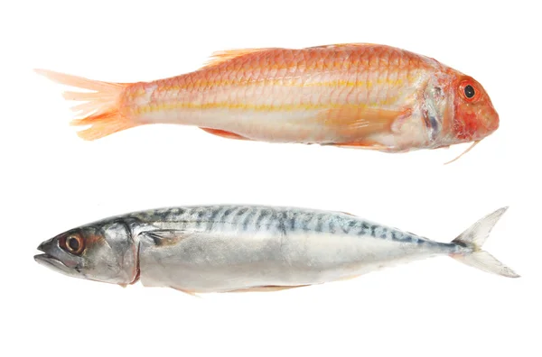 Red mullet and mackerel — Stock Photo, Image