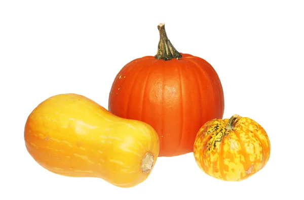 Pumpkin and squash — Stock Photo, Image