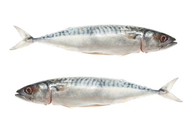 Two mackerel — Stock Photo, Image