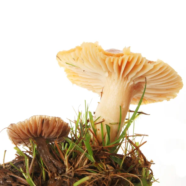Twee paddenstoel — Stockfoto
