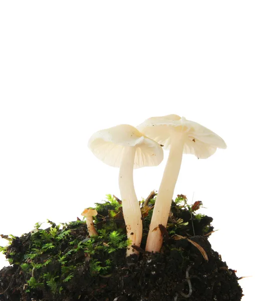 White toadstools — Stock Photo, Image