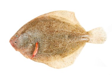 Brill yassı balıklar