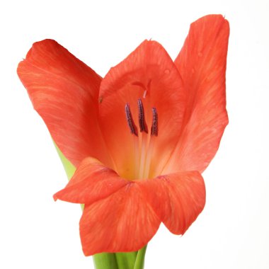 Glayöl yakın çekim