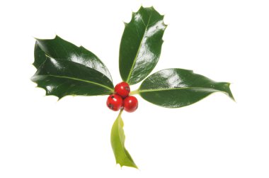 Holly çilek ile