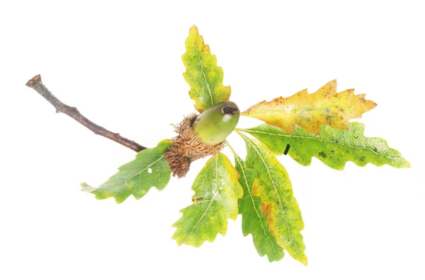 Acorn and oak leaves — Stock Photo, Image