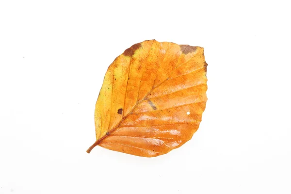 Hoja de otoño única — Foto de Stock