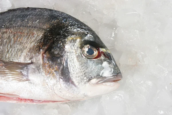 Gilt head bream on ice — Stock Photo, Image