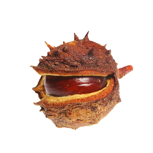 Conker in husk — Stock Photo, Image