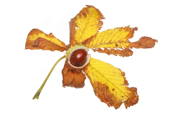 Conker on leaf — Stock Photo, Image