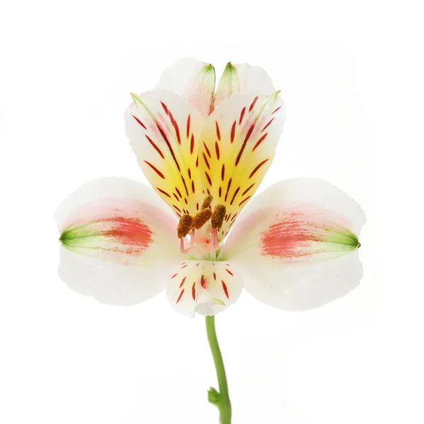 Gün lilly çiçeği — Stok fotoğraf