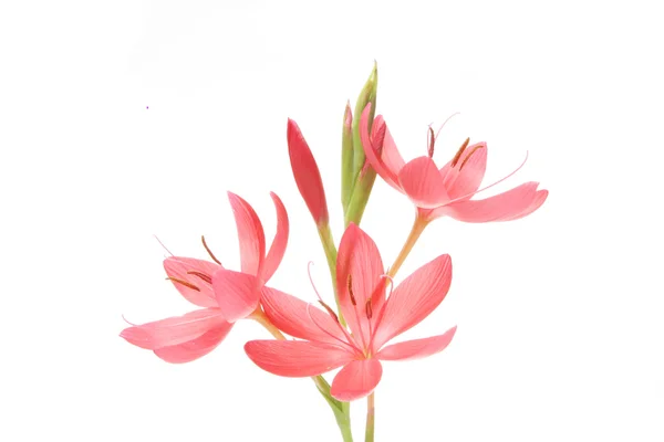 Gruppe von rosa Blumen — Stockfoto