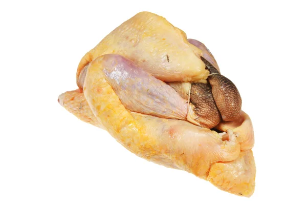 Gallo de Guinea — Foto de Stock