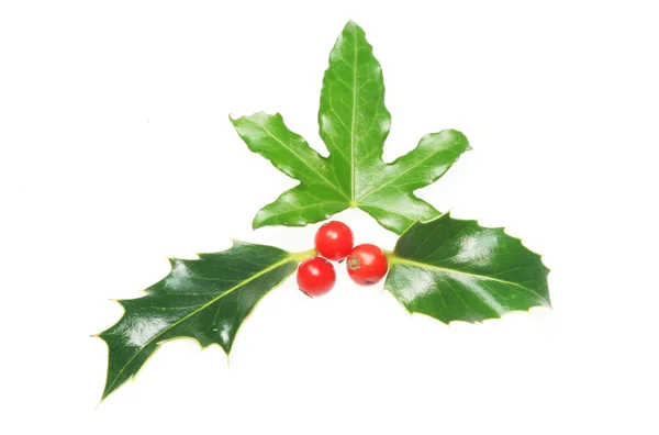 Holly and ivy — Stock Photo, Image