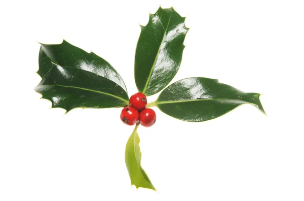 Holly with berries — Stock Photo, Image