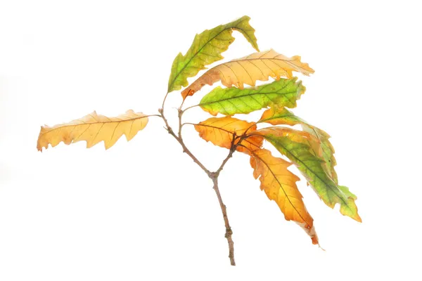 Fall oak — Stock Photo, Image