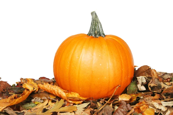 Pumpkin on leaves — Stock Photo, Image