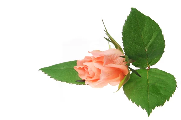 Róża i liście — Zdjęcie stockowe