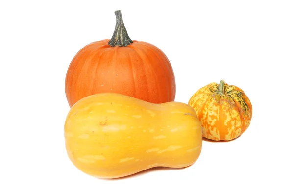 Squashes — Stock Photo, Image