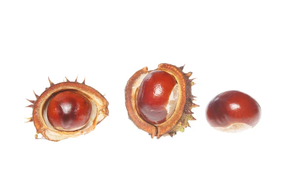 Três conkers — Fotografia de Stock