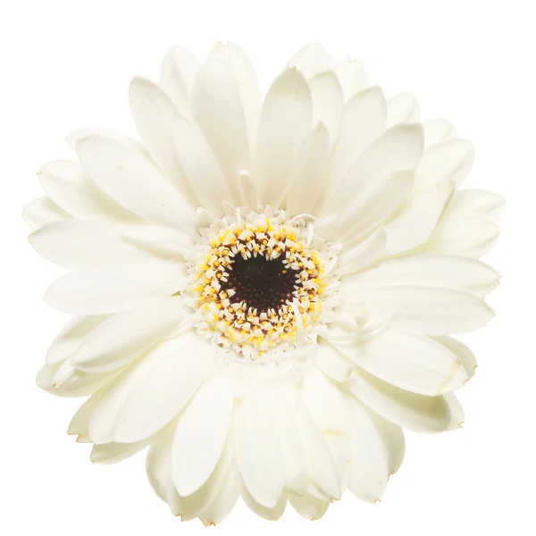 Witte margriet — Stockfoto