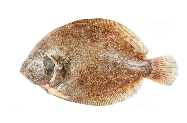 Brill — Stock Fotó