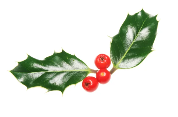 Holly — Stock Photo, Image