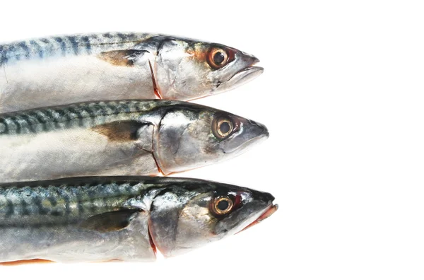 Three mackerel heads — Stock Photo, Image