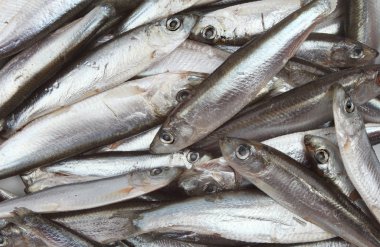 Whitebait balık