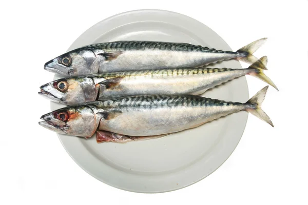 Three mackerel — Stock Photo, Image