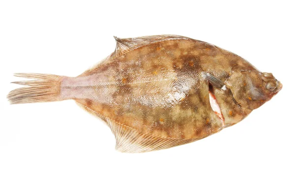 Solla de pescado plano —  Fotos de Stock